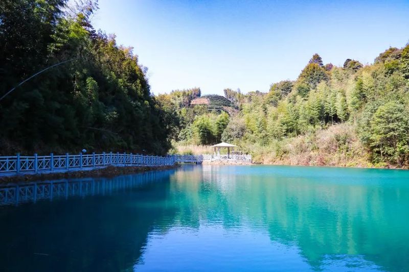 关于福鼎湖林村：茶产业托起“振兴梦”的信息