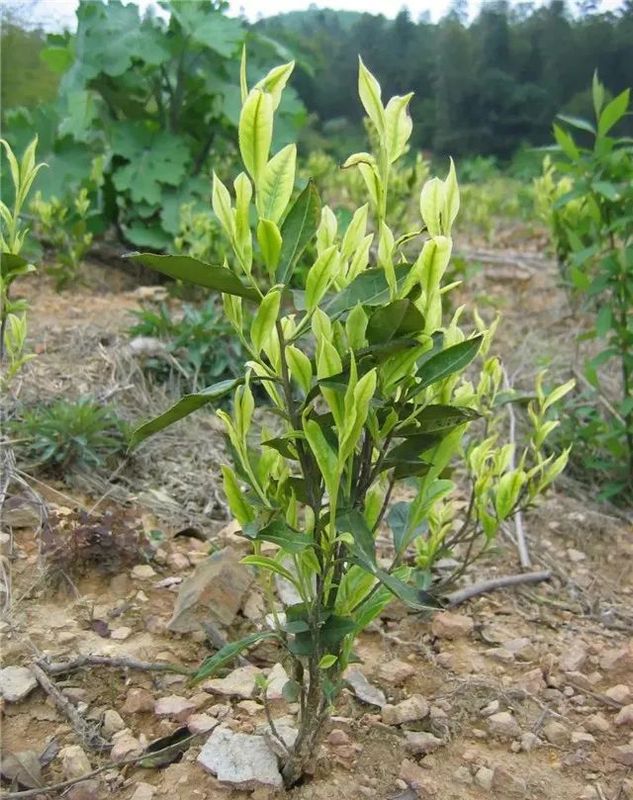 有关于助力紫阳县茶产业——焕古庄园智能生态茶园建设（5G茶园篇）的消息(4)