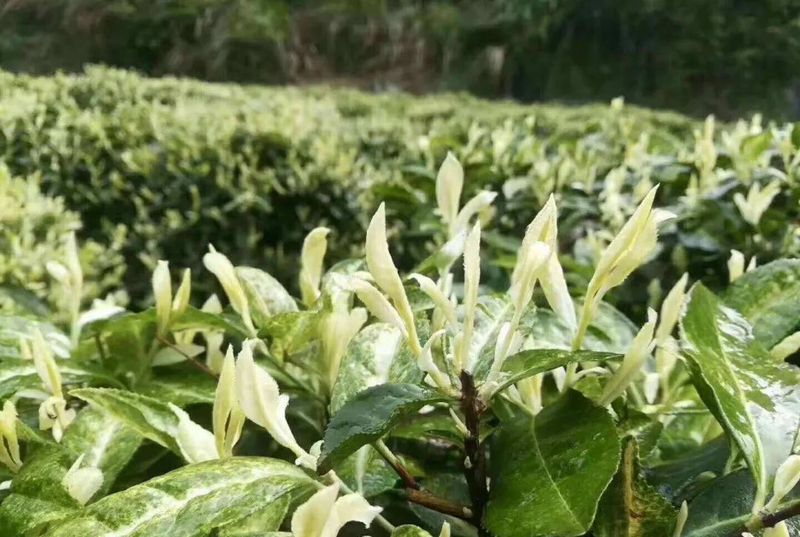 有关于助力紫阳县茶产业——焕古庄园智能生态茶园建设（5G茶园篇）的消息(6)