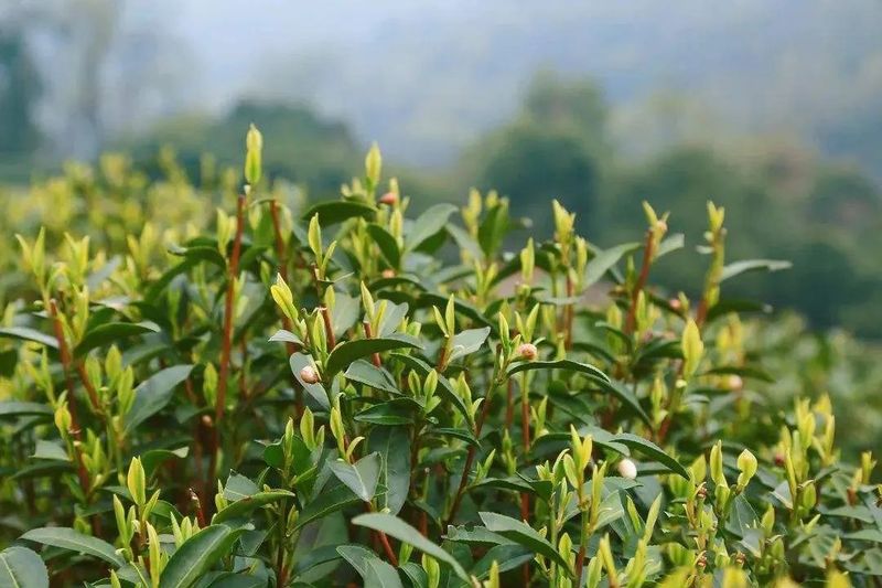 有关于助力紫阳县茶产业——焕古庄园智能生态茶园建设（5G茶园篇）的消息(8)
