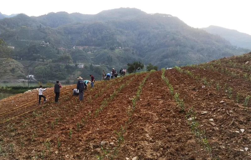 有关于助力紫阳县茶产业——焕古庄园智能生态茶园建设（5G茶园篇）的消息(3)