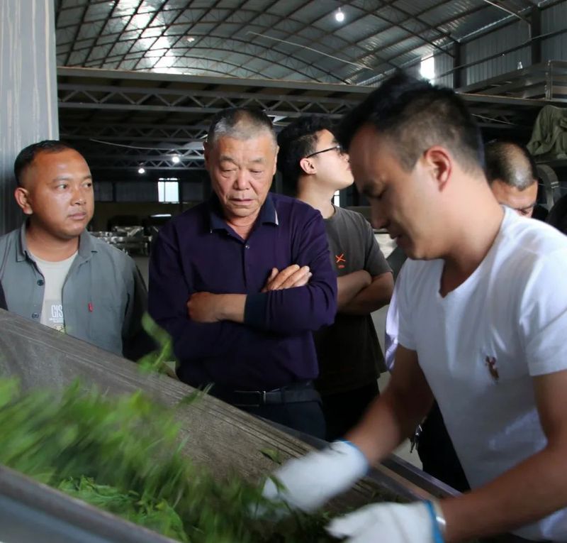 关于勐海县茶业协会开展茶业技术技能培训的相关信息(5)
