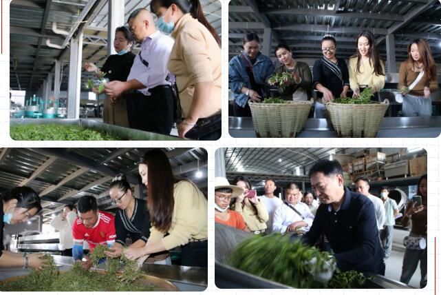 关于勐海县茶业协会开展茶业技术技能培训的相关信息(4)