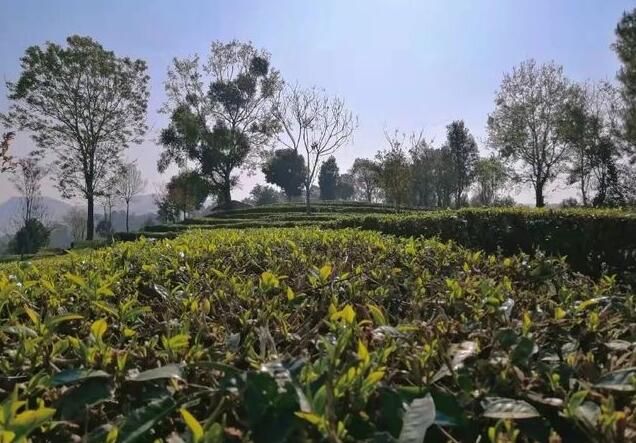 关于孟连：茶叶冒新芽 春来采茶忙的资讯