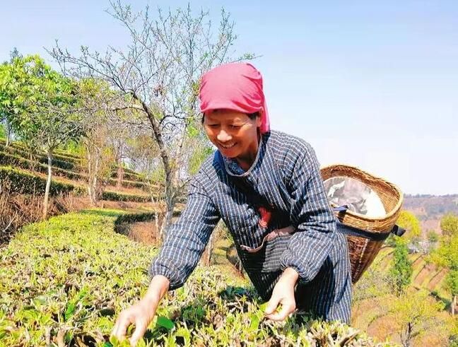 关于孟连：茶叶冒新芽 春来采茶忙的资讯(3)