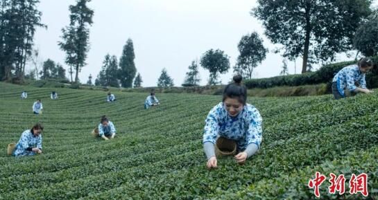关于四川洪雅30万亩春茶开采陆续上市 春茶行情看涨的新闻(4)