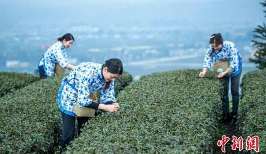 关于四川洪雅30万亩春茶开采陆续上市 春茶行情看涨的新闻(3)