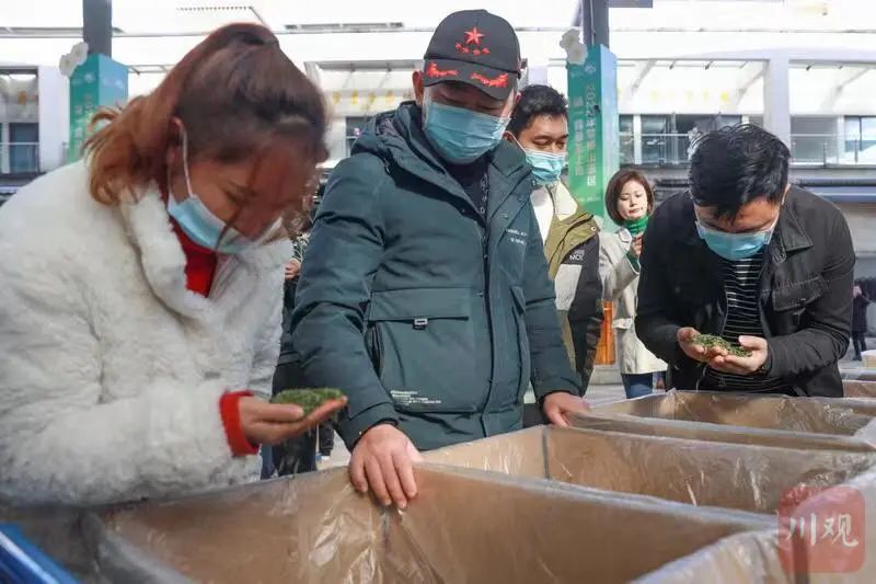 关于“迟到”的春茶 为何价更高？的新闻(5)