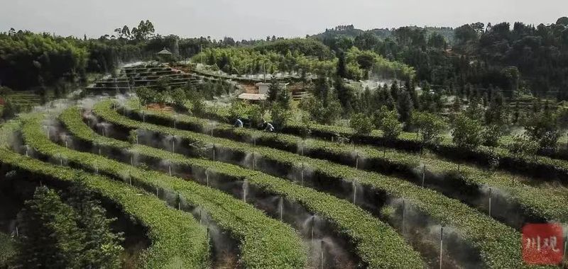 关于“迟到”的春茶 为何价更高？的新闻(2)