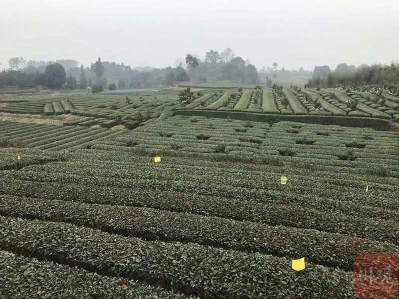关于“迟到”的春茶 为何价更高？的新闻(4)