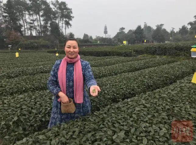 关于“迟到”的春茶 为何价更高？的新闻