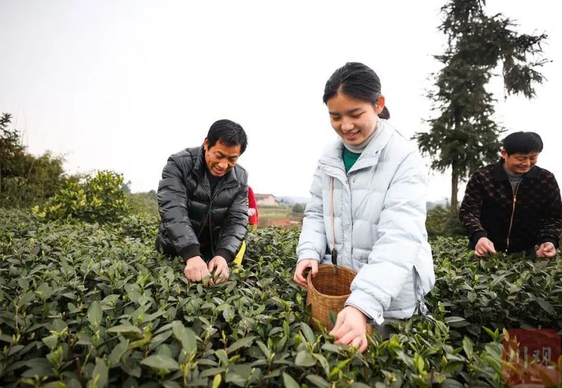 关于“迟到”的春茶 为何价更高？的新闻(1)