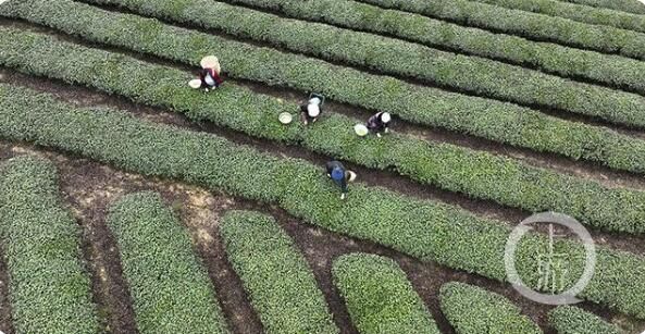 关于正是茶叶飘香时 永川10万亩春茶开采的内容(4)