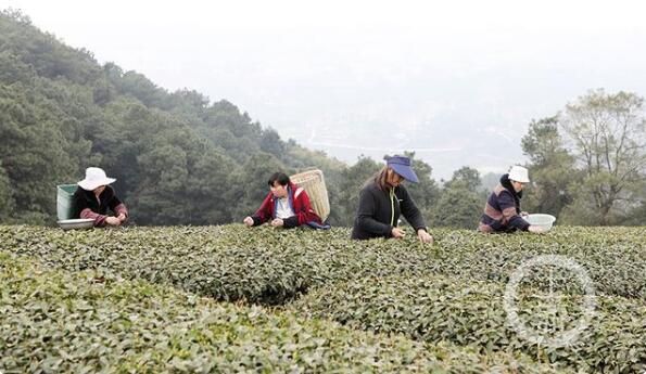 关于正是茶叶飘香时 永川10万亩春茶开采的内容