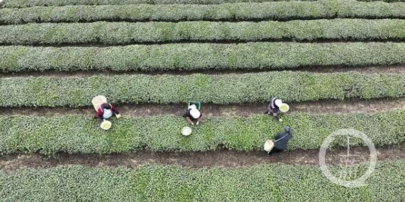 关于正是茶叶飘香时 永川10万亩春茶开采的内容(2)