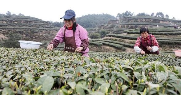 关于正是茶叶飘香时 永川10万亩春茶开采的内容(1)