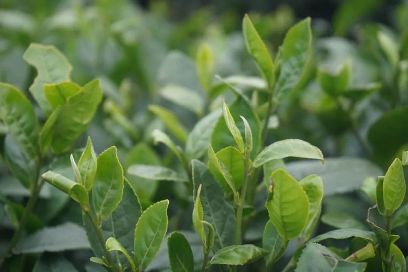 有关于早茶问春的新闻(1)