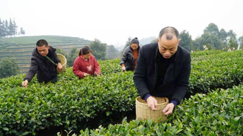 有关于早茶问春的新闻