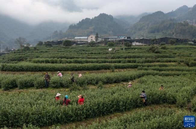有关于浙江景宁县：农抢抓晴好天气采摘惠明早茶供应市场的新闻