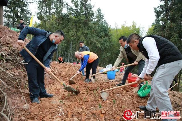 有关于春耕时节种茶忙 扩大规模助力乡村振兴的相关信息(2)