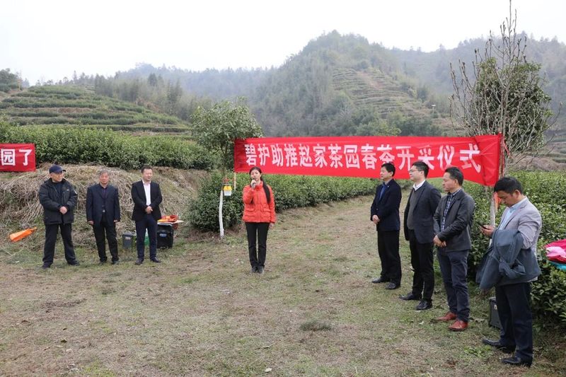关于婺源县2022春茶开采仪式举行的新闻