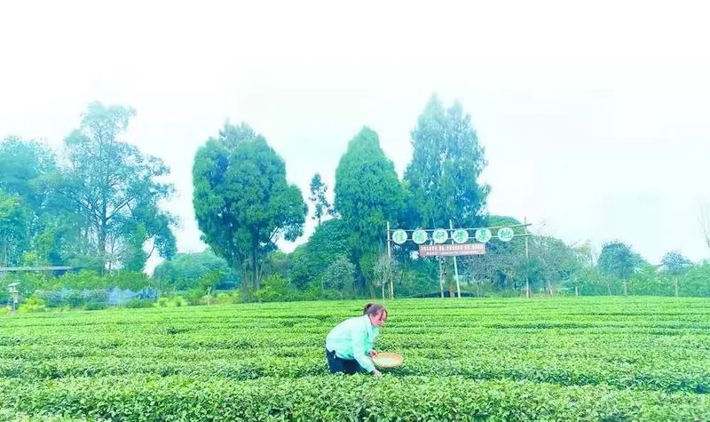 关于成都蒲江县成佳镇：巧打文旅牌 茶乡茶更“香”的相关内容(1)