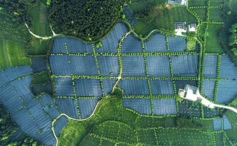 有关于走进大山里的“世界抹茶工厂”——新华社关注贵州抹茶的相关内容(3)