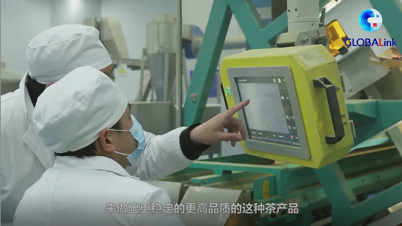 有关于走进大山里的“世界抹茶工厂”——新华社关注贵州抹茶的相关内容(2)