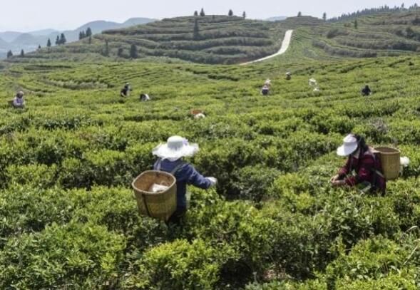 有关于兴仁市巴铃镇：万亩茶园采茶忙的消息