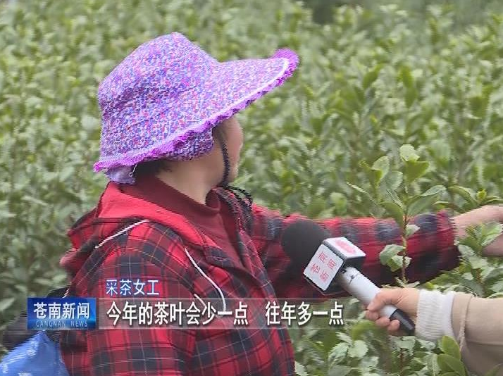 关于苍南：春茶开摘 量少价升的信息(1)