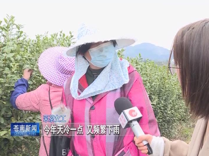 关于苍南：春茶开摘 量少价升的信息(2)
