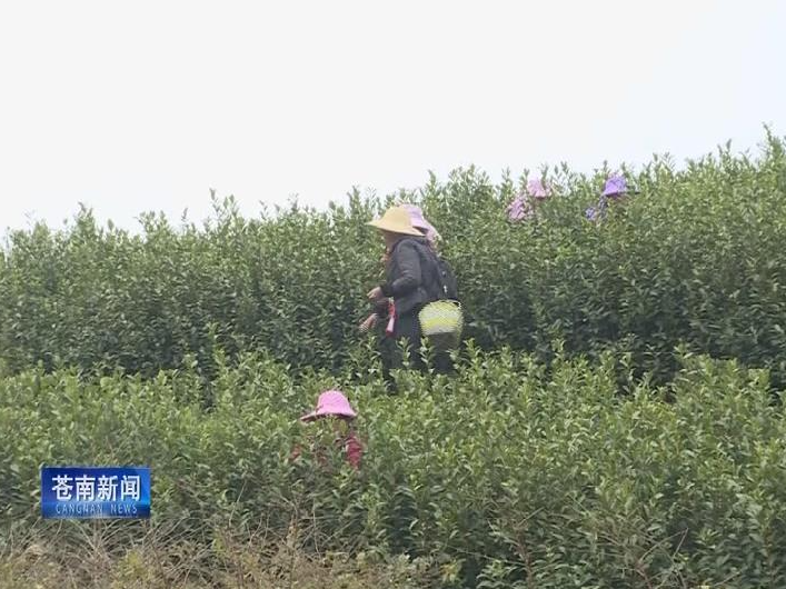 关于苍南：春茶开摘 量少价升的信息