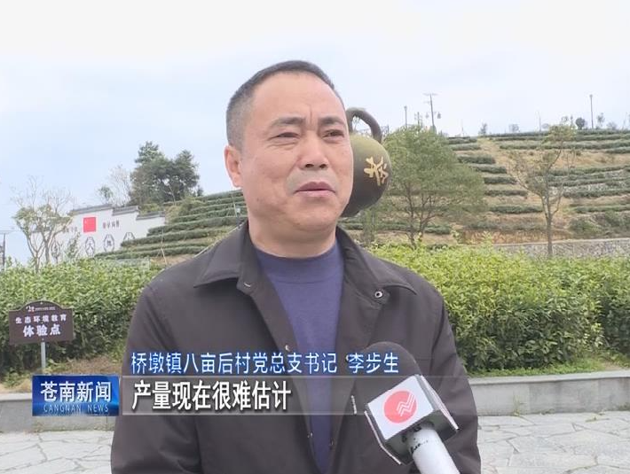 关于苍南：春茶开摘 量少价升的信息(4)