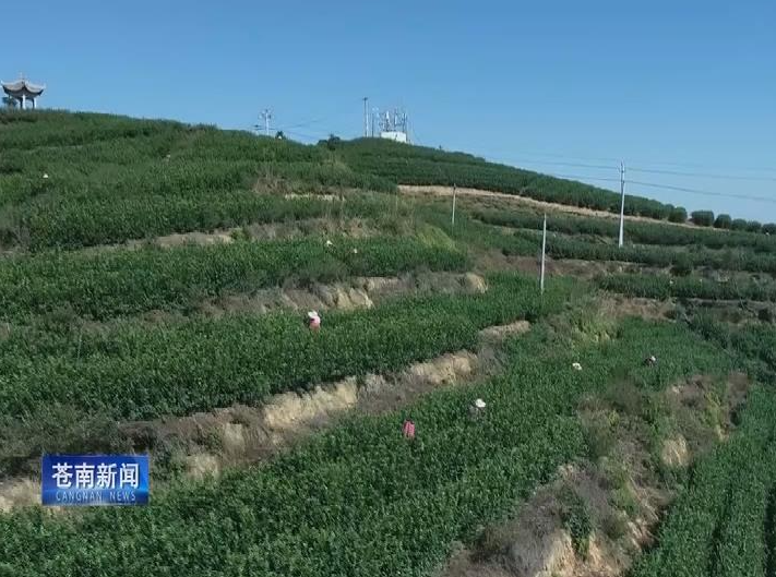 关于苍南：春茶开摘 量少价升的信息(3)