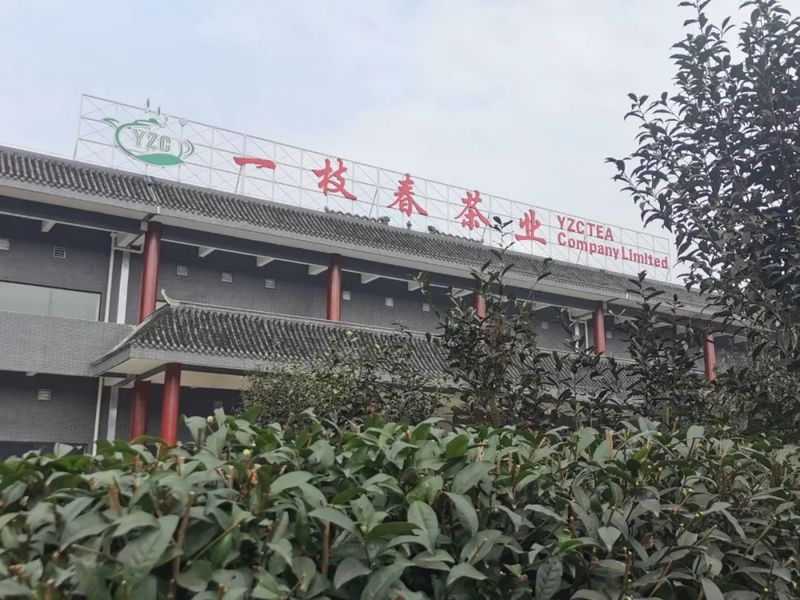 关于沐川县：春茶采摘正当时 不负春光不负民的相关信息(4)