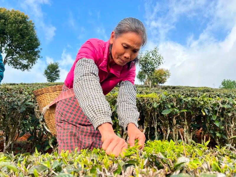 有关于宁洱镇曼连村：春茶采摘忙 有机品牌走势俏的新闻