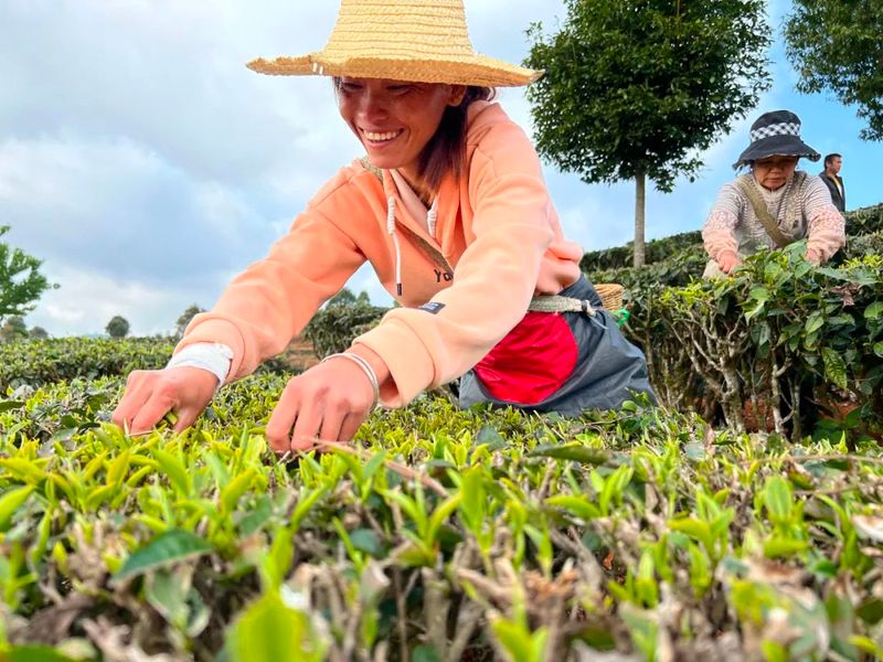 有关于宁洱镇曼连村：春茶采摘忙 有机品牌走势俏的新闻(2)