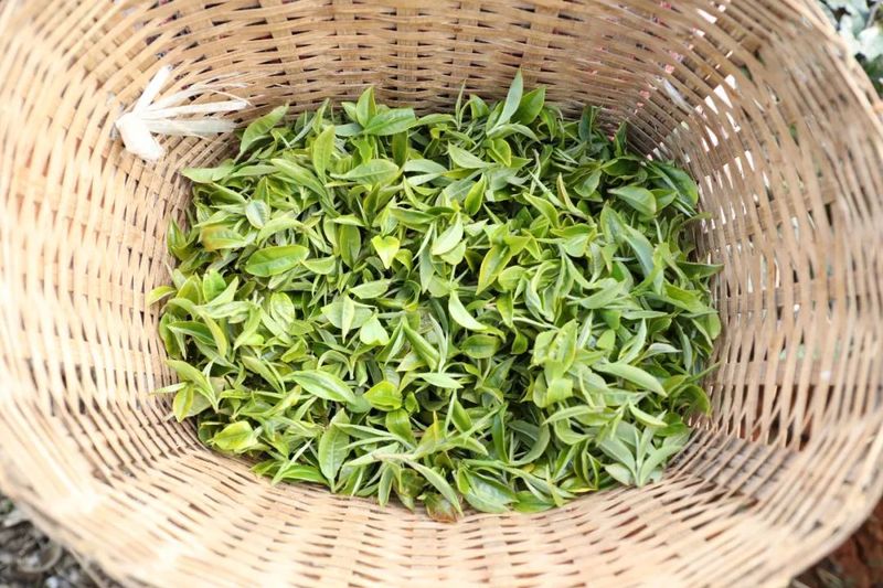 有关于宁洱镇曼连村：春茶采摘忙 有机品牌走势俏的新闻(3)