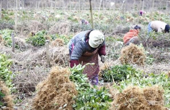 关于贵州金沙壮大茶产业助力乡村振兴的消息