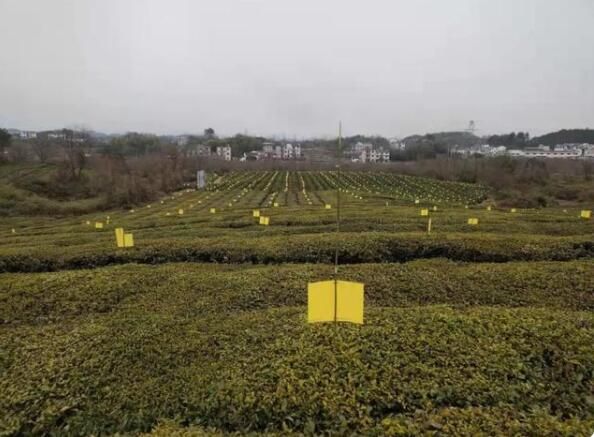 有关于屯光镇：绿色茶园里的别样风景的新闻(2)