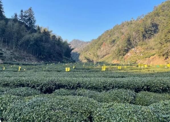 有关于屯光镇：绿色茶园里的别样风景的新闻(1)