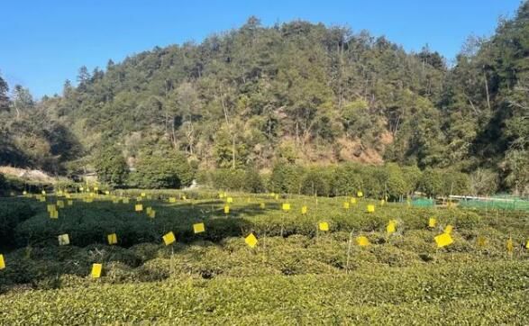 有关于屯光镇：绿色茶园里的别样风景的新闻