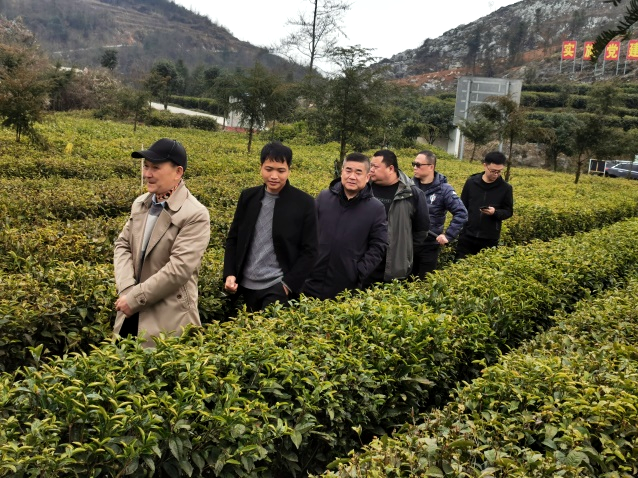 有关于常德市茶文化促进会会长胡友铎一行来湘西调研茶产业的最新消息(3)