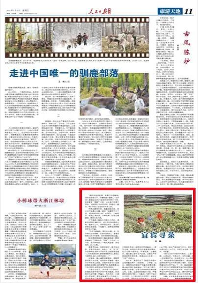 关于《人民日报》海外版关注高县早茶的新闻