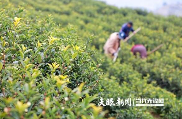 关于绥阳：明前春茶管护忙 只待茶园溢新香的信息(1)