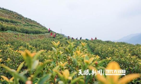 关于绥阳：明前春茶管护忙 只待茶园溢新香的信息(2)