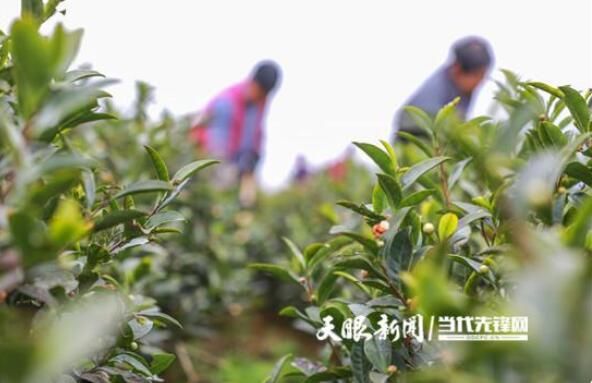 关于绥阳：明前春茶管护忙 只待茶园溢新香的信息