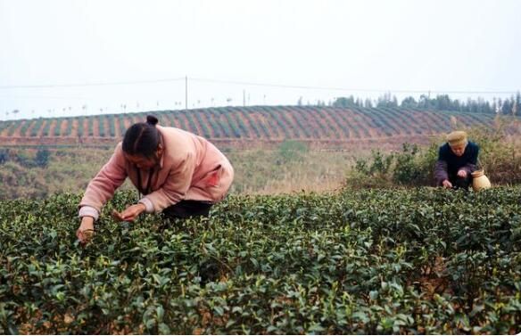 关于重庆綦江:第一批早春茶陆续开采的新闻(1)