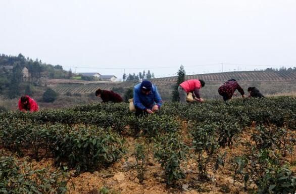 关于重庆綦江:第一批早春茶陆续开采的新闻(3)