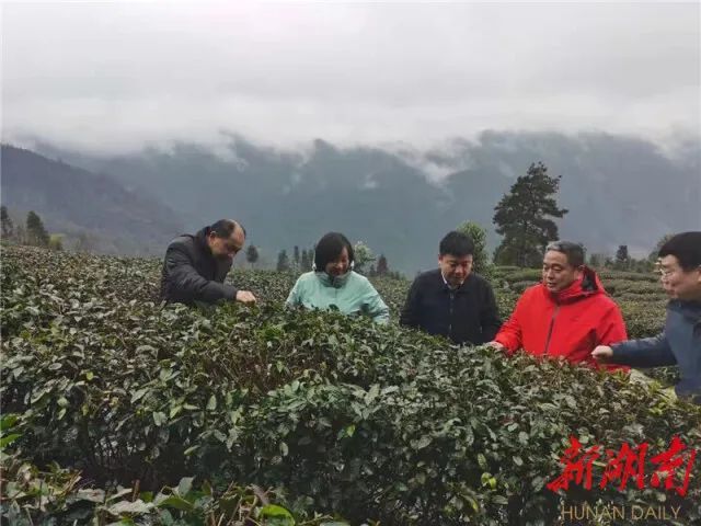 有关于古丈科技特派员“雪中送炭”的新闻